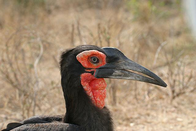 Southern Ground Hornbill