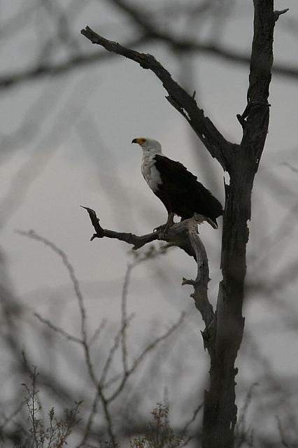 African fish-eagle