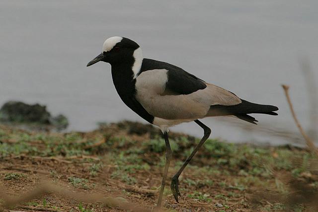 Blacksmith lapwing
