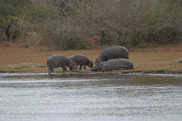 Hippos and crocodiles