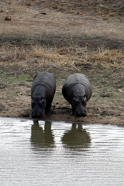 2 Hippos