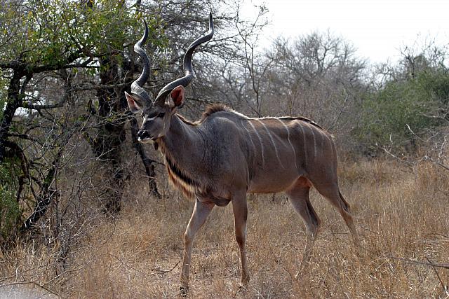 Kudu