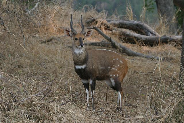 Bushbuck