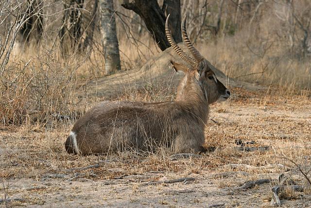 Male waterbuck