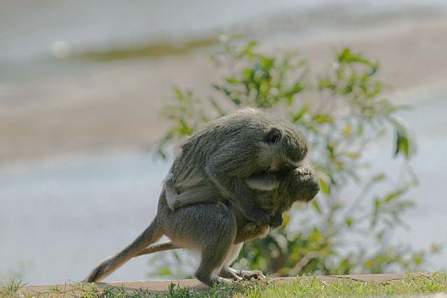 Mother and child Velvet Monkey