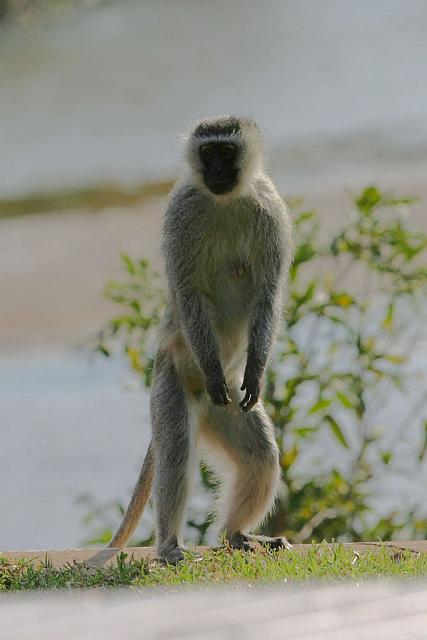 Female velvet monkey
