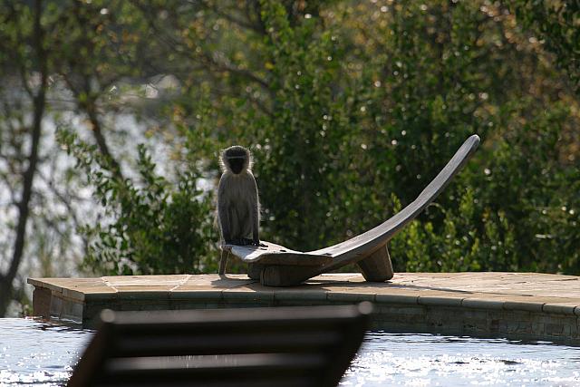 Velvet monkey enjoying the pool