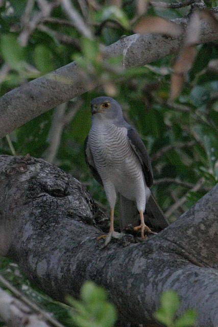 Shikra or Little banded goshawk