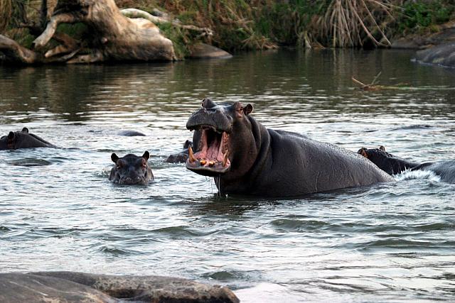 Hippos