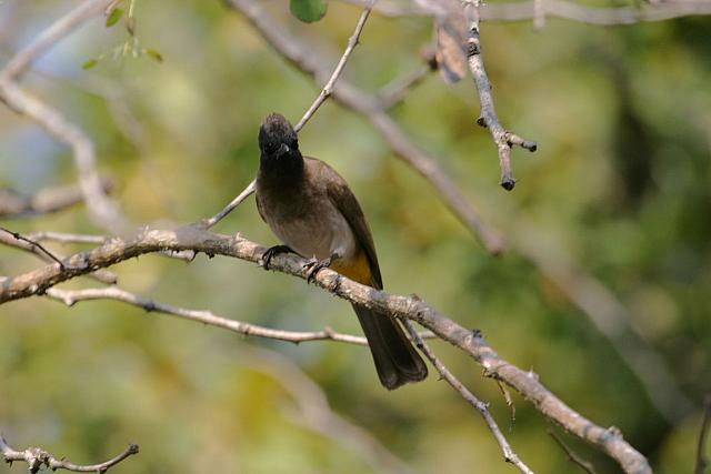 Dark-capped bulbul