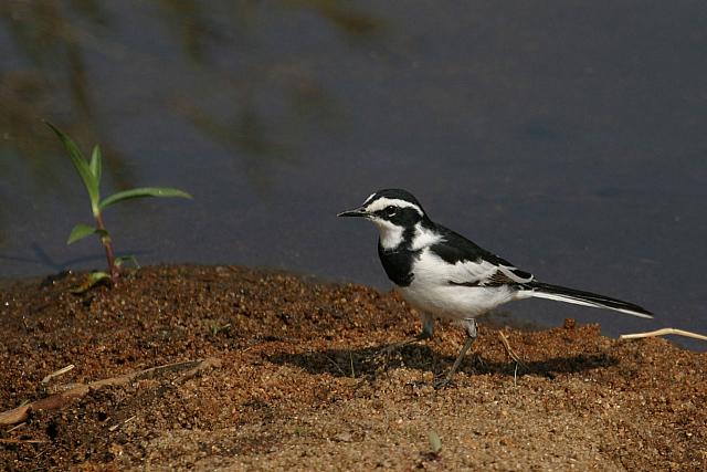 African pied wagtail