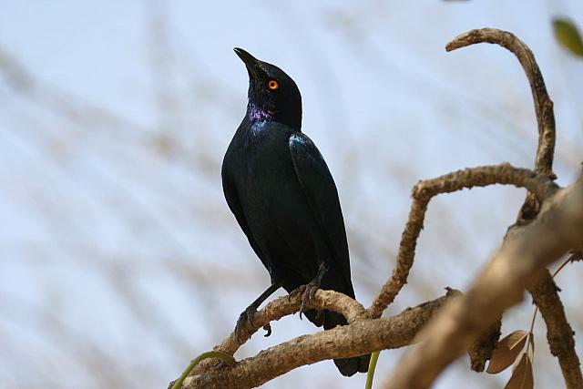 Starling