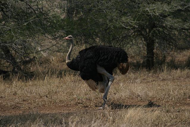 Ostrich