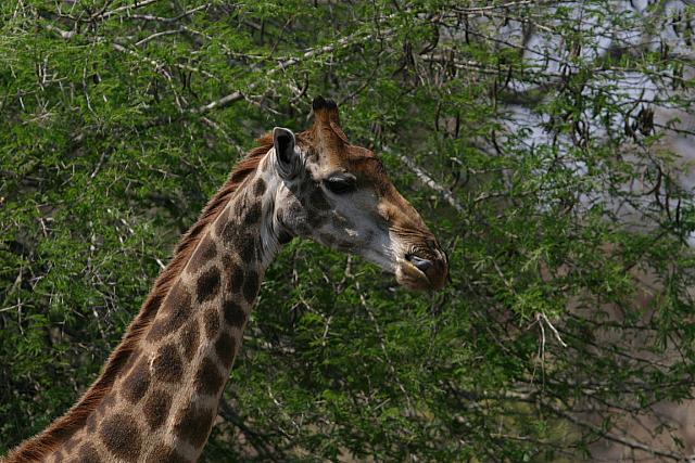 Those leaves are tasty!