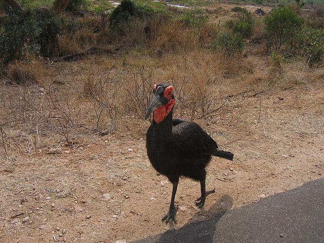 Southern Ground hornbill.