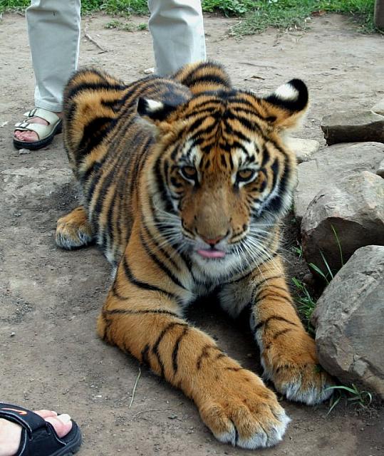 Closeup of a 7-month old tiger