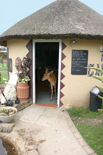 Deer checking out the local restaurant