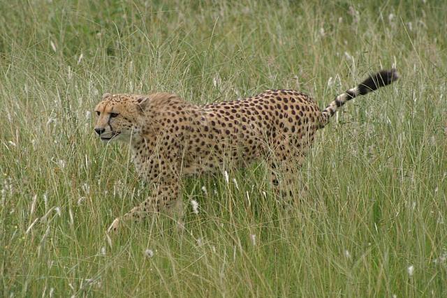 Cheetah (2)