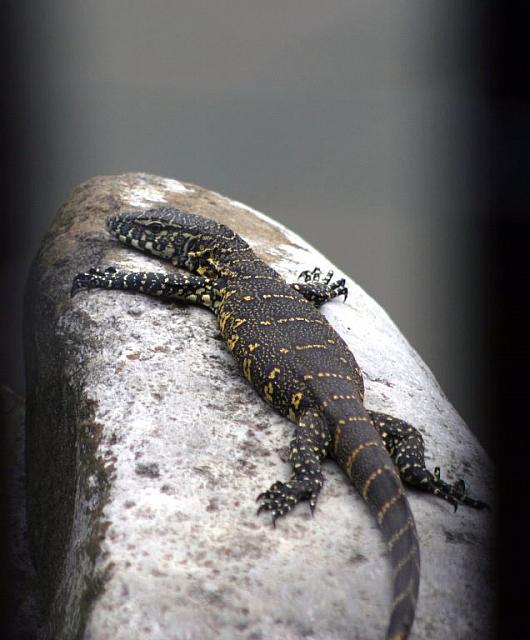 Nile Monitor