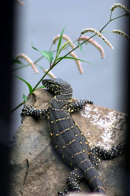 Nile Monitor (2)