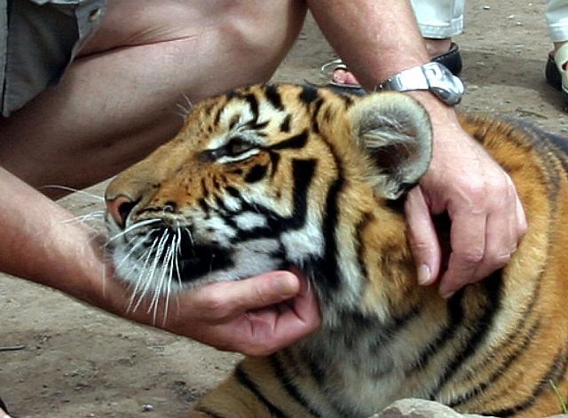 The tiger seems to enjoy the attention