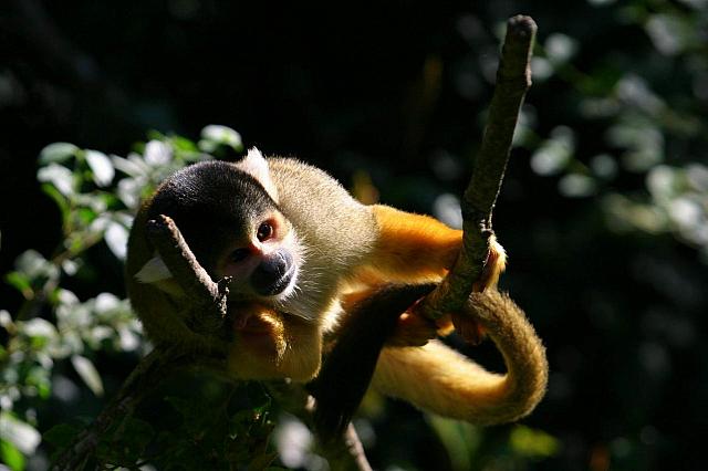 Common Squirrel Monkey
