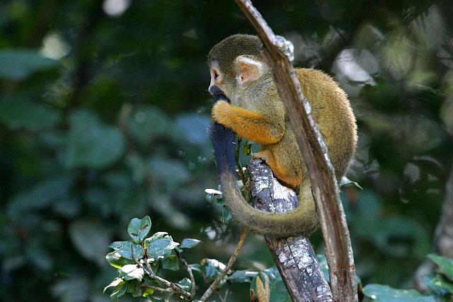 Young Common Squirrel Monkey
