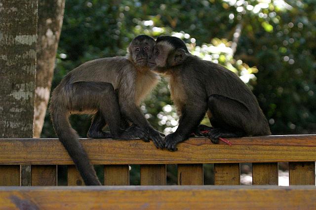 Two Spectacled Langurs 