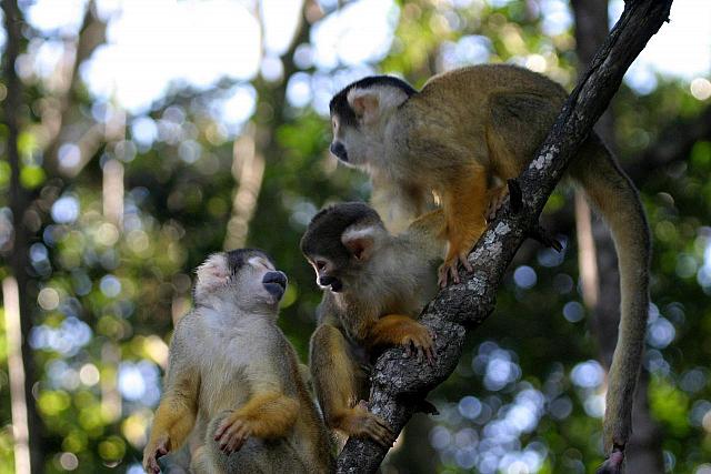 Interactive Common Squirrel Monkeys