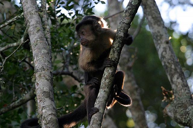Brown Capuchin 
