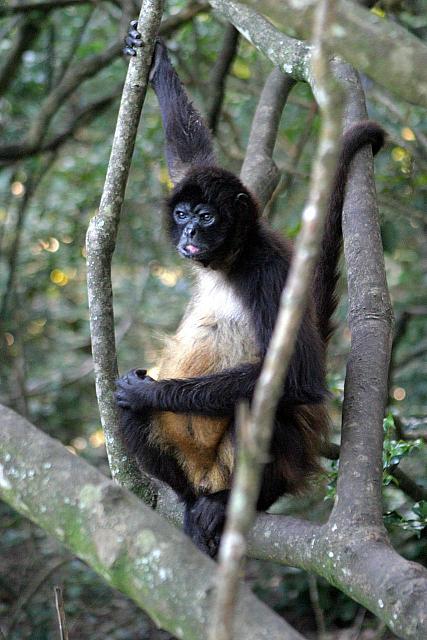 Black-handed Spider Monkey 