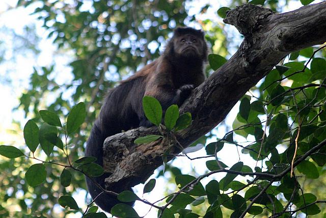 Tufted or Brown Capuchin