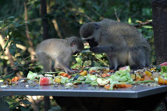 Vervet Monkeys