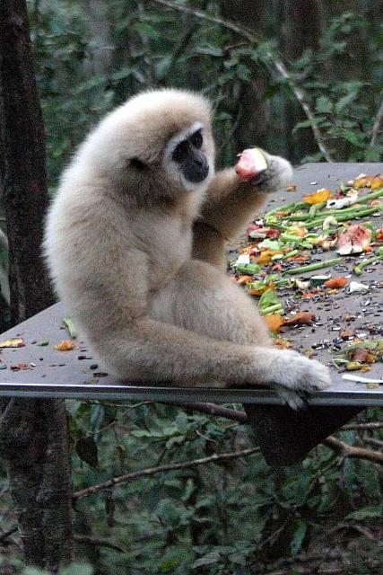 White-handed Gibbon 
