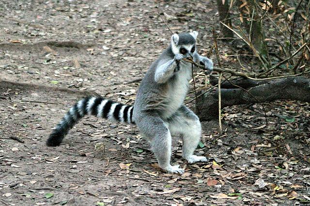 Ringtail Lemur 