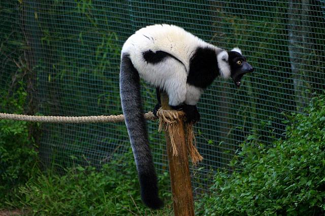 Black & White Ruffed Lemur 