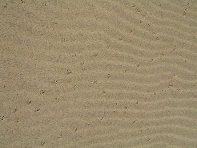 Tracks in the sand