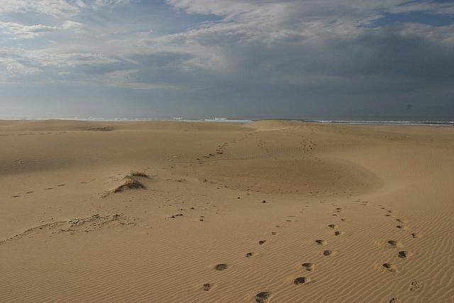 Tracks in the sand