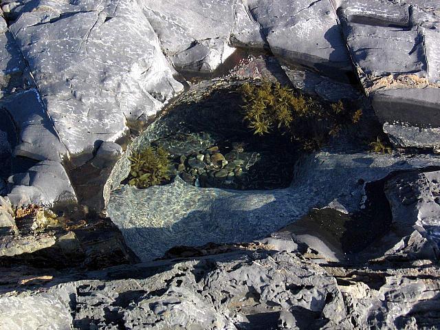 Tide pool