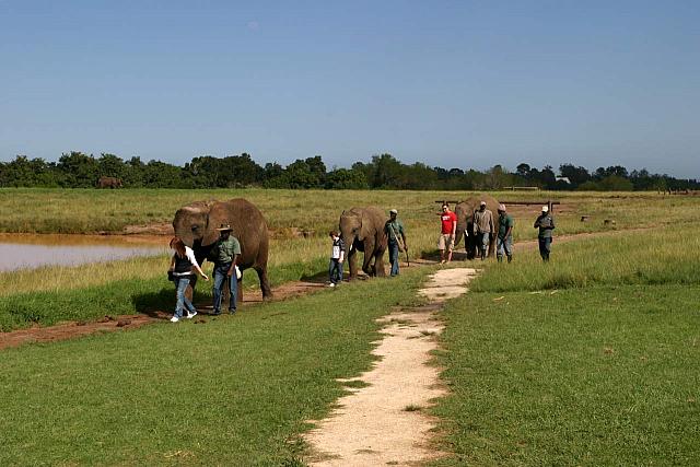 Walking Elephants
