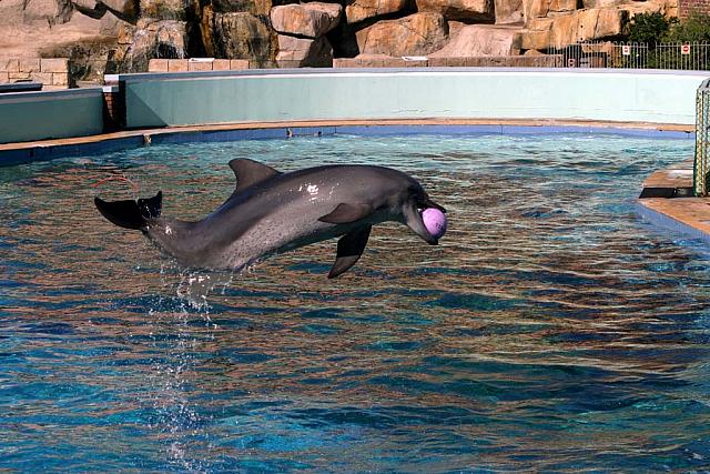 Dolphin demonstrations