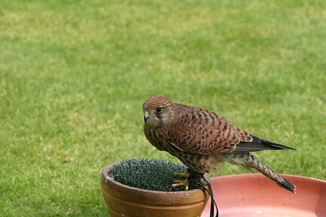 Falcon on display at Sterling Castle