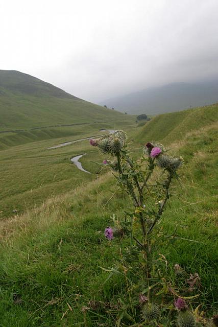 Scottish National Flower: Thistle