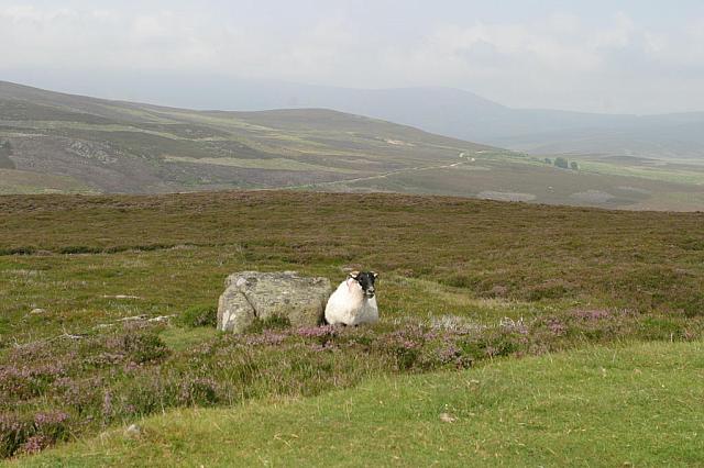 Welcome to Scotland. Baaa! Baaaa!
