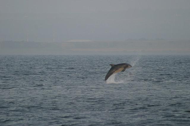 Dolphin in the wild, Inverness.
