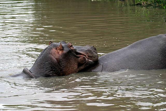 Baby snuggles, hippo style
