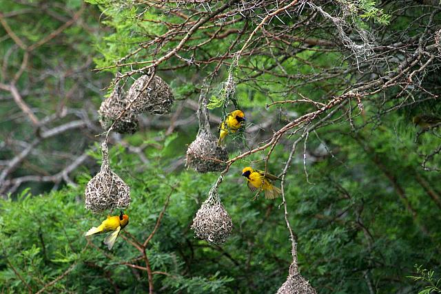 Weaver colony