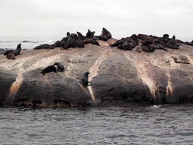 Seals by Cape Town