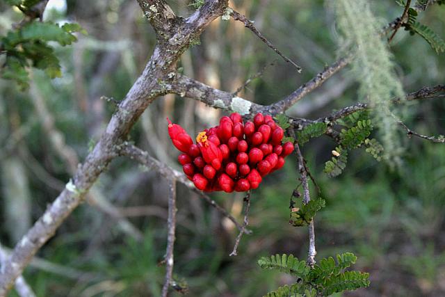 Some nice fauna by Port Alfred