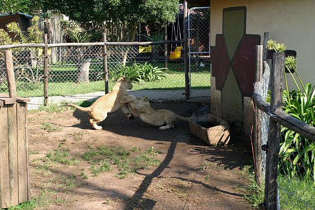 Lions playing at the lion park